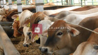 Harga Hewan Kurban Idul Adha 2025