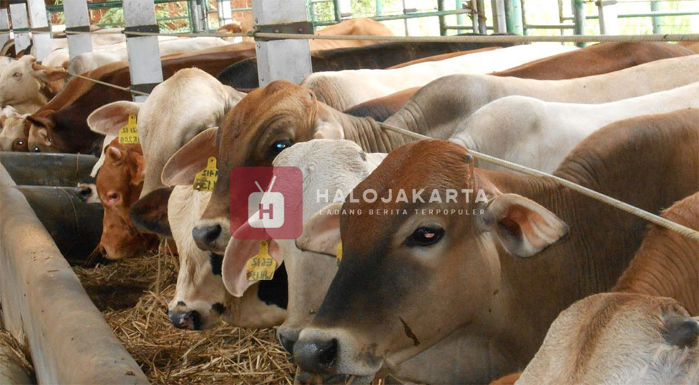 Harga Hewan Kurban Idul Adha 2025