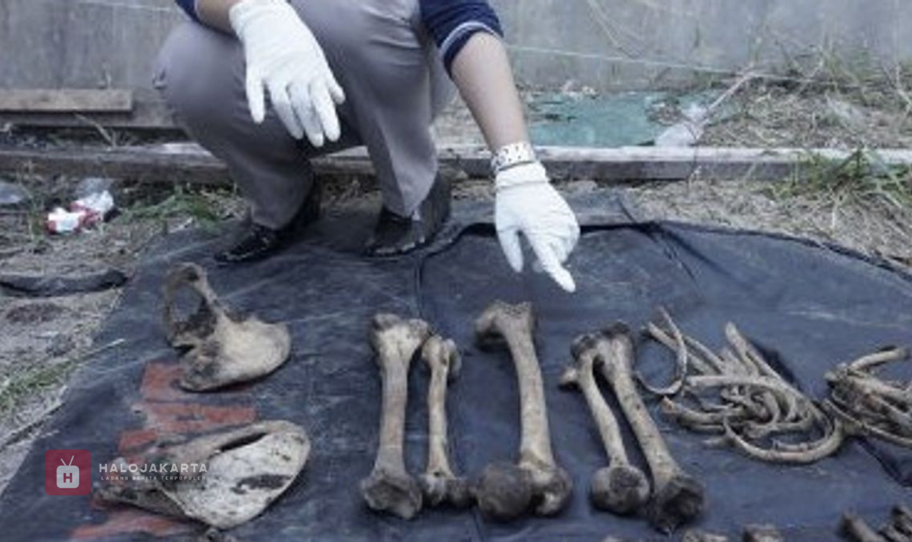 Kerangka Manusia Kwitang Kerangka Manusia Kwitang