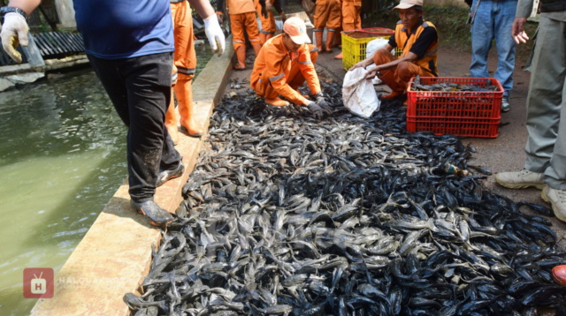 Penanganan Ikan Sapu Sapu Jakarta