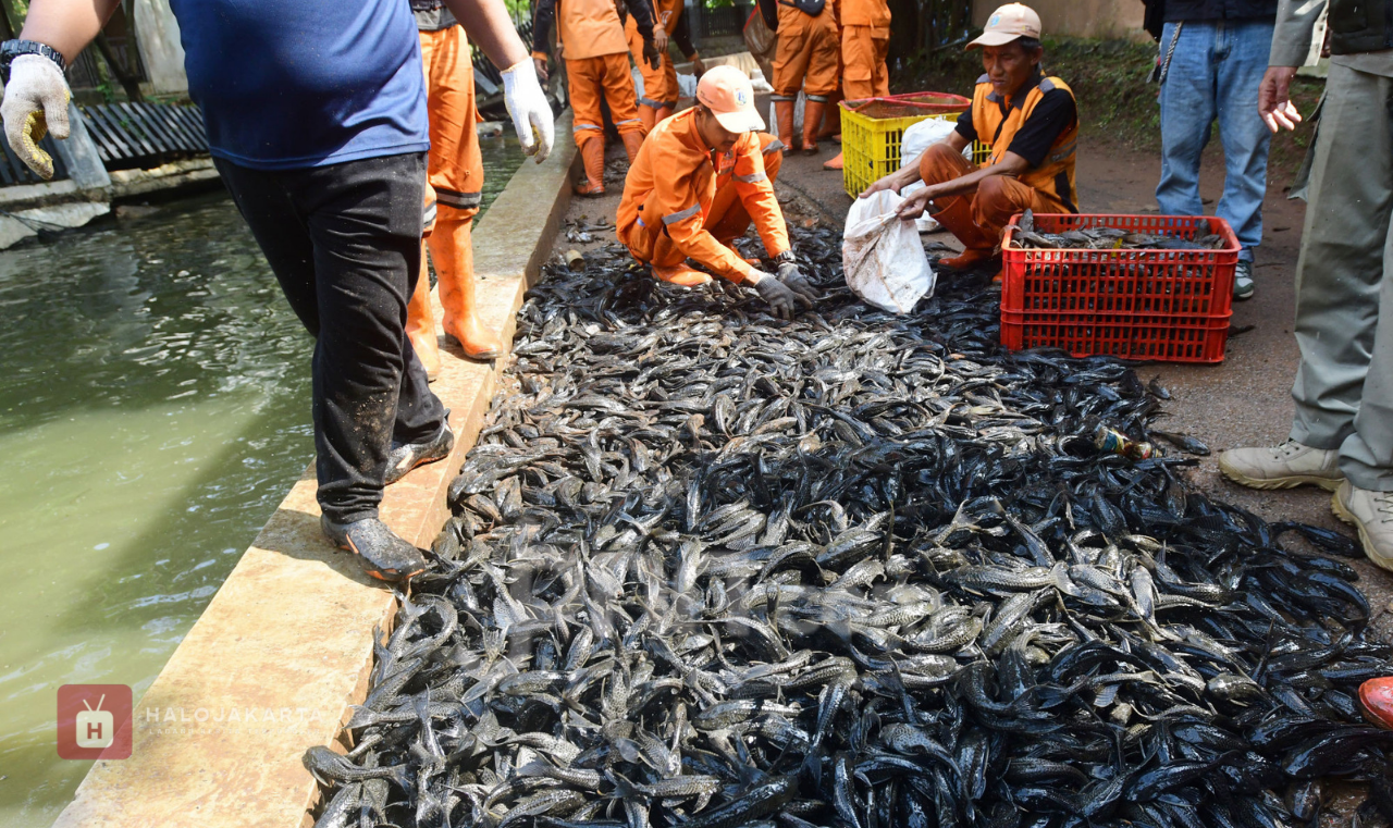 Penanganan Ikan Sapu Sapu Jakarta